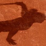 Últims dies per inscriure's al Campionat Social de Tennis